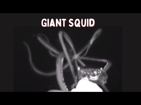 Giant Squid Caught on Camera 2,500 Ft below the Gulf of Mexico