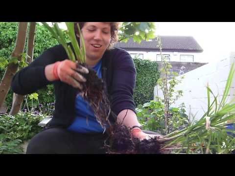 How to divide a Papyrus Plant