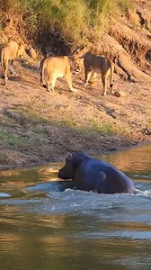 60K views · 347 reactions | lion attack #reelsvideo #reelsvideo #reels #reelsviralchallenge #reelsfb #reelsviral #reelsinstagram | TULO - Wild Animal Stories | Facebook