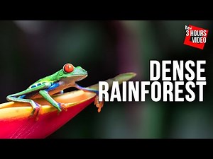 Jungle Noises with Tropical birds, Monkeys & Exotic Sounds - Stay wake Dense Rainforest - 10 hours