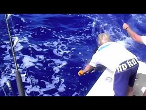 Maui's Marlin Fishing At Its Best