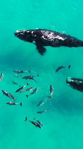 409K views · 10K reactions | Serenity  . #whales #dolphins #ocean #beautiful #australia | Jaimen Hudson | Facebook