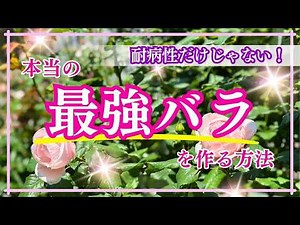 病気に強いだけじゃない！『自分で自分を守れるバラ』に育てるヒントをご紹介します💕