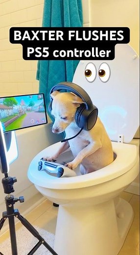 Baxter Flushes PS5 Controller Down Toilet! 😱 #funnydogs #viralshorts #gaming #fortnite
