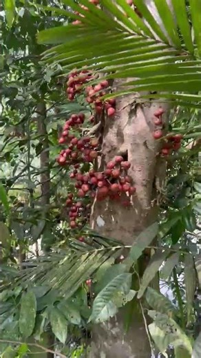 Cluster fig (Ficus racemosa) in the Daintree area, Far North Queensland, Australia