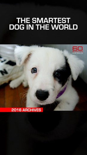 19K views · 184 reactions | Meet Chaser, a border collie who became known as the smartest dog in the world after she learned more than 1,000 words. #60Mins Watch the full story: https://www.9now.com.au/60-minutes/2016/episode-28 | 60 Minutes Australia | Facebook