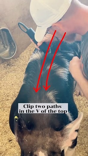 Dadson Farms on Instagram: "How to clip your show pig! 🐖 #showpigs #pigshow @andisclippers #andis #andisnation #andisambassador"