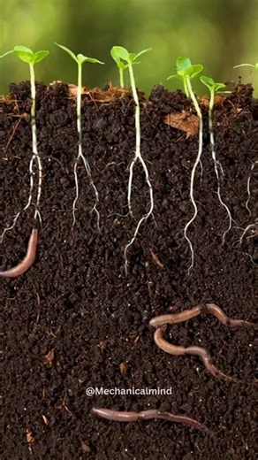 9.8K views · 248 reactions | The earthworm may be small and easy to...