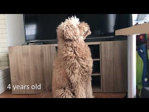 Labradoodle growing up - 2 months to 6 years old