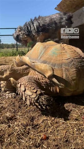 Yorkie Riding Tortoise Like a Tiny Emperor | Cutest Ride Ever! 🐢🐶|| Heartsome 💖