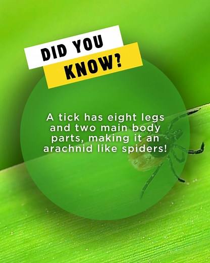 Did you know? This tiny pest looks like an insect… but it’s not! 👀 Can you guess what it really is? #FunFact #PestControl #DidYouKnow | Mosquito Joe of Augusta