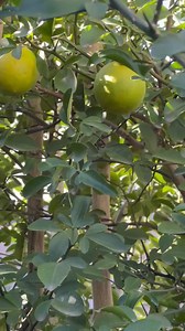$4 • Red Ruby Grapefruit Cuttings | 100% Natural | For Grafting & Propagation • $4 For 2.5 Feet (Or 30 Inches) Length Unrooted Red Ruby Grapefruit Stem Node Cutting. • Harvested On Site When Ordered. We grow our Moringa Plants organically here in San Antonio, Texas. • Delivery Method: Local Pickup Only • Payment: Cash, CashApp, Zelle, PayPal, Venmo, Bank Of America The scientific Name For The Ruby Red Grapefruit Is Citrus Paradisi 'Ruby Red'. The Base Species Is Citrus Paradisi, Which Is The Sci