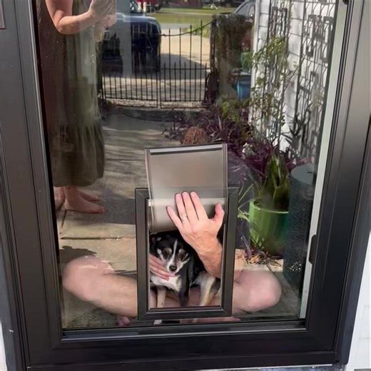 We’re on day 2 of trying to get Pippa to use the new doggie door. It is not going well 🤣 she says hell no I’m not going through the portal into the unknown 🖕🏾 | ChunkyMonkey Cakery