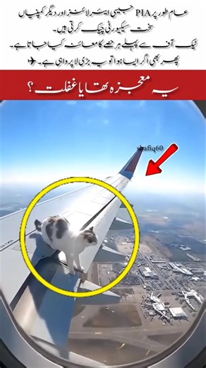 Real Cat Found on Airplane Wing Mid-Flight –Unbelievable! #RealCat #AirplaneWing #Moment #ViralVide