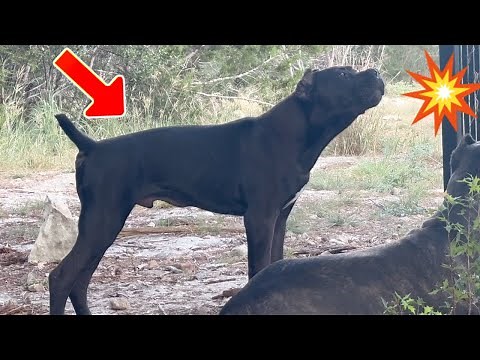 Cane Corso Puppy Protection Instincts | Loud Warning Bark