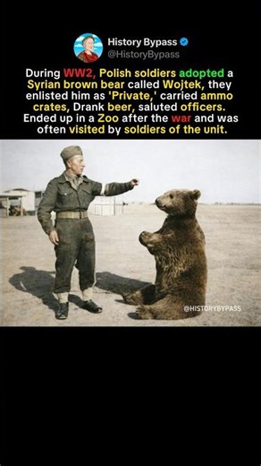 The Bear Who Fought in World War II #shorts