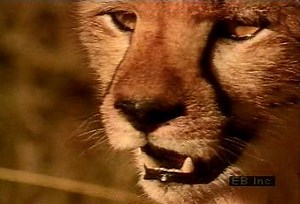 Cheetahs in their natural habitat | Britannica