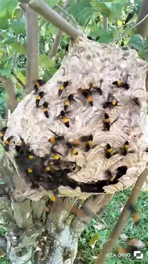 🐝Furious Hornets 🐝 Bees #hornet #honey #shortsfeed #honeybees #honeycomb #honeybee #bee #beehive 🍯
