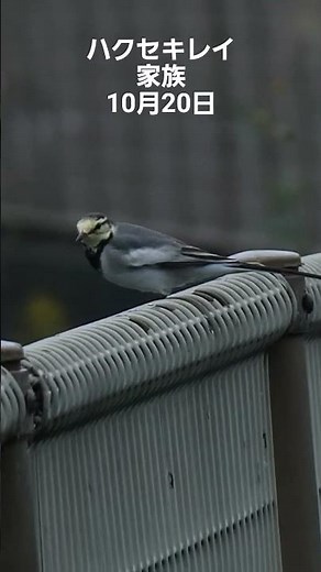 ハクセキレイ(白鶺鴒)21cm留鳥 家族 鳴き声2025.10.20関東で撮影 #ハクセキレイ#野鳥#自然観察 #セキレイ#秋