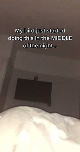 Bird Behavior: Understanding Cockatiel Vocalizations and Habits