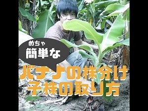 バナナ子株の株分け【稲沢バナナ園の無農薬バナナ栽培日誌】how to pant banana tree