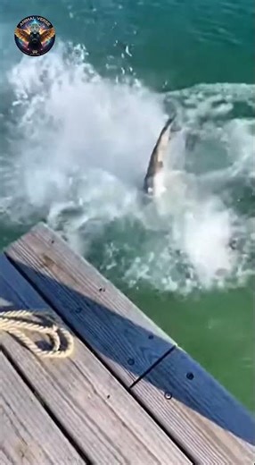 Bald Eagle Catches Fish Right Off the Dock