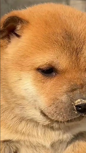 dog shows for dogs to watch