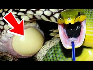 SNAKE EGGS!! CAUGHT IN THE ACT OF LAYING! SNAKE WITH BLUE TONGUE!! | BRIAN BARCZYK