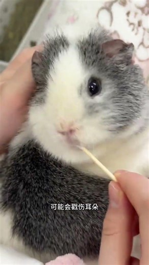 Do Guinea Pigs Need Ear Cleaning? Dutch Pig Care Guide