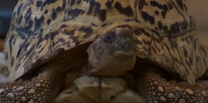 Rescued tortoise to get prosthetic shell