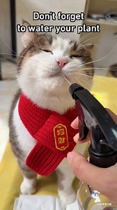 Bro loves H2O #cat #9gagtv | 9GAG TV