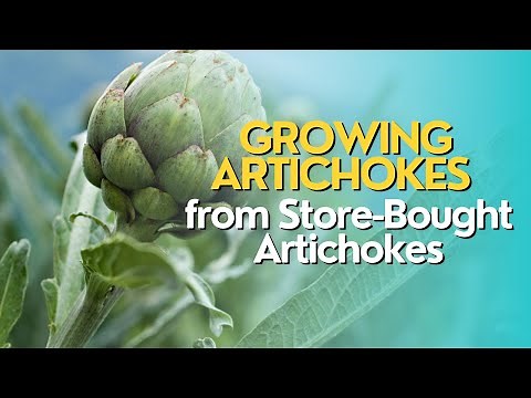 Growing Artichokes from Store-Bought Artichokes