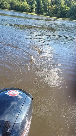 120 cmm 11,5 kilo Sponsor Garmin Mercury Marine Norge #mercury #mercurymarinenorge #Garmin #bjffung #trolling #pike #gjedde #høstfiske #fiske #northernpike #bigbait #daiva | Stian Lunder