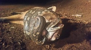 Python vs fox in epic battle of nature