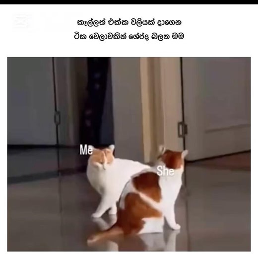 ශේප් ශේප් 😹🥲 #funny #comedy #foryou #sinhala #memes #funnyvideo2025#youtubeshorts