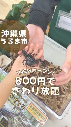 ネコフクロウ|沖縄子連れ観光ガイド on Instagram: "他の投稿はこちら→@nekofukuro_odekake 沖縄うるまの新スポット登場✨ 11/22オープンのミニ動物園🐢🦜 時間制限なしでいきものふれあい体験が 800円で楽しめる！ 室内だから雨の日でも安心だよ◎ お店の詳細はこちら👇 ▼▼▼▼▼▼▼▼▼▼▼▼▼▼▼▼▼▼▼▼▼▼▼▼ ▶️いきもの探検隊 具志川店 住所：沖縄県うるま市字前原幸崎原303番地 イオン具志川店2階 アクセス：那覇空港から車で70分程度 営業時間：11:00〜19:00 駐車場：有 ▶️料金 800円(2歳以下無料) お出かけの参考にしてね✨ ＊情報は投稿日時点のものなので 変更になる可能性があるよ！ 必ず公式ホームページを確認してね！ ▼▼▼▼▼▼▼▼▼▼▼▼▼▼▼▼▼▼▼▼▼▼▼▼ 最後までご覧いただきありがとうございます🙇‍♀️ 東京から沖縄へ移住したママが 7歳👦2歳👧の歳の差兄弟を連れて 観光スポット紹介してるよ！ 気になったらぜひフォローしてね👍 #沖縄観光 #沖縄旅行 #子連れお出かけ"