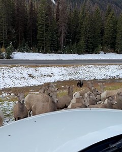 A herd of sheep and a cyclist narrowly escape a hungry grizzly on the hunt! 🐻😱 | Furry Tails