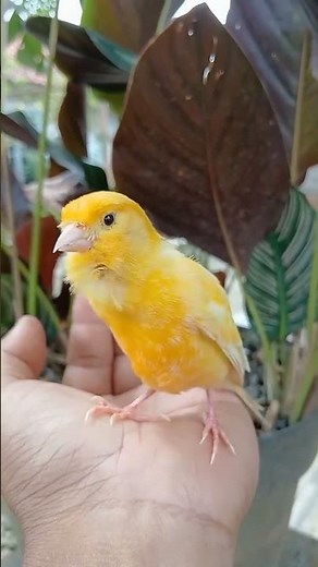 Yellow Canary 3 a Beautiful and Colorful Bird #animal #animals #bird #birds #nature #wildlife