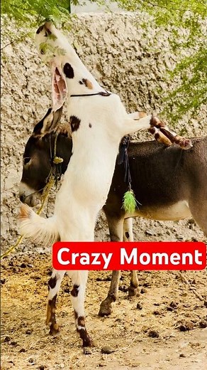 Clever Goat Balancing on Donkey #shorts