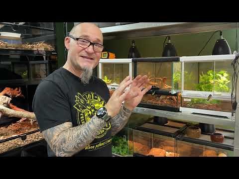 Equipping a terrarium for a carpet python (Morelia spilota) at different stages of its growth.