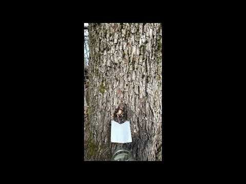 Maple Sap Dripping in Spring with Birds Singing 🌿 Peaceful Forest Nature Sounds