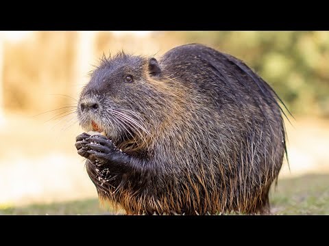 ¿Qué es un coipo (coipú)? 4K