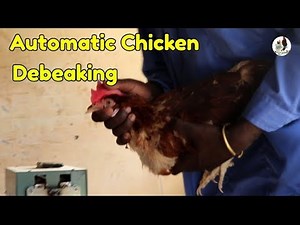 Automatic Chicken Debeaking