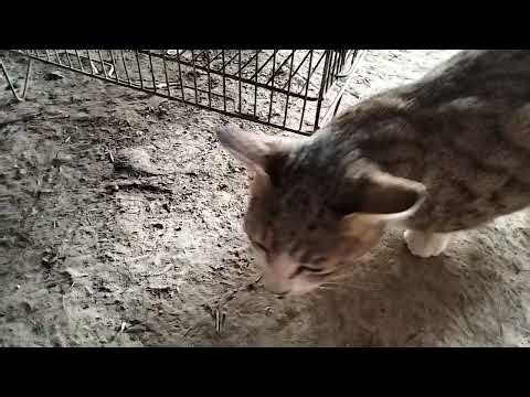 Today Our Parrot Ate a Fried Egg | Cute & Funny Parrot Reaction Vlog"