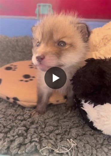 #wildliferescue #wildliferehabilitation #wildlife #cub #fox | The Fox Project