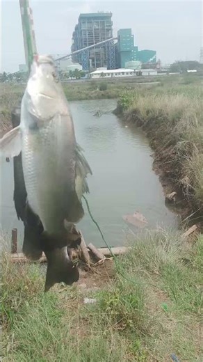 hasil hari ini#shortvideo