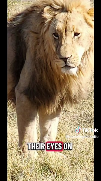 Wild Lions Up Close in Pilanesberg National Park
