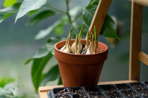 How to grow garlic indoors any time of the year