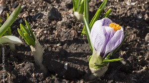 Time-lapse footage close-up, spring flowers crocuses in the sun. Spring concept, nature