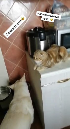 #соня#вгостях#дружбассобакой#двеподружкивеселушки#тигренок🐯#котики🐈🥺😺#sonya#lovecat❤️